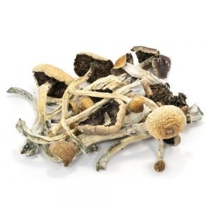Buy Amazonian Cubensis