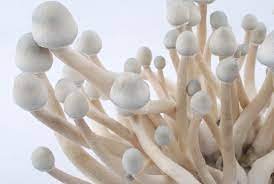 Albino A+ Cubensis Mushrooms