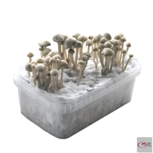 Copelandia Hawaiian Grow Kit