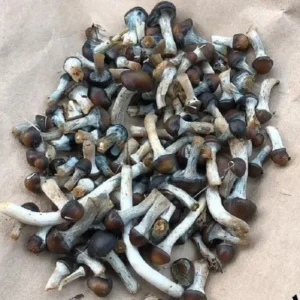 Psilocybe Baecoystis