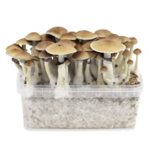 B+ Mushroom Grow Kit