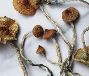 Mazatepec Magic Mushroom For Sale