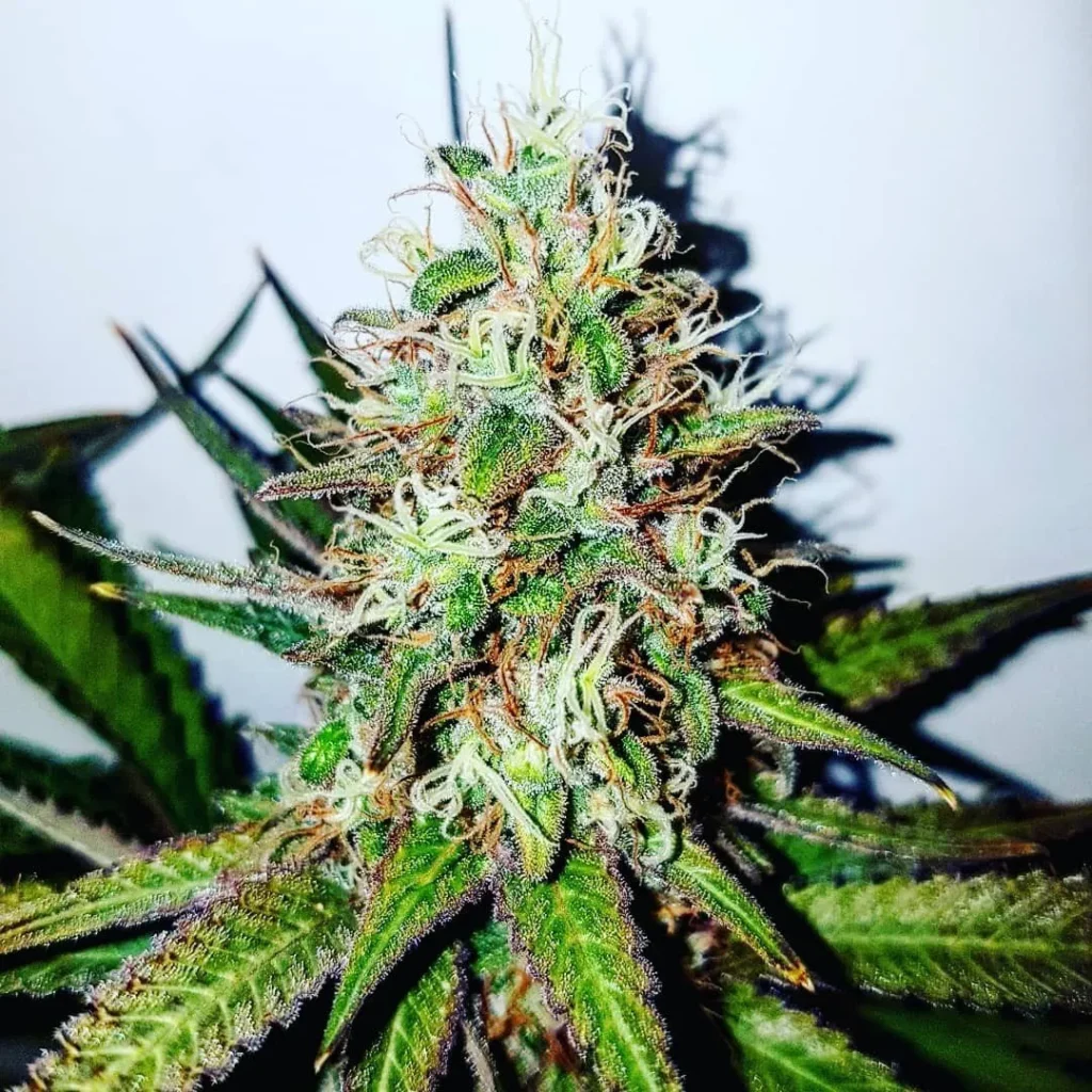 Top UK Psychedelic Suppliers 2026 | Ghost Goodies