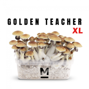 Magic Mushroom Grow Kit Golden Teacher